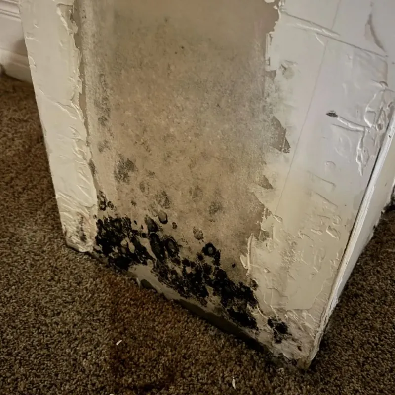 Professional Mold Removal in Campbell, MO